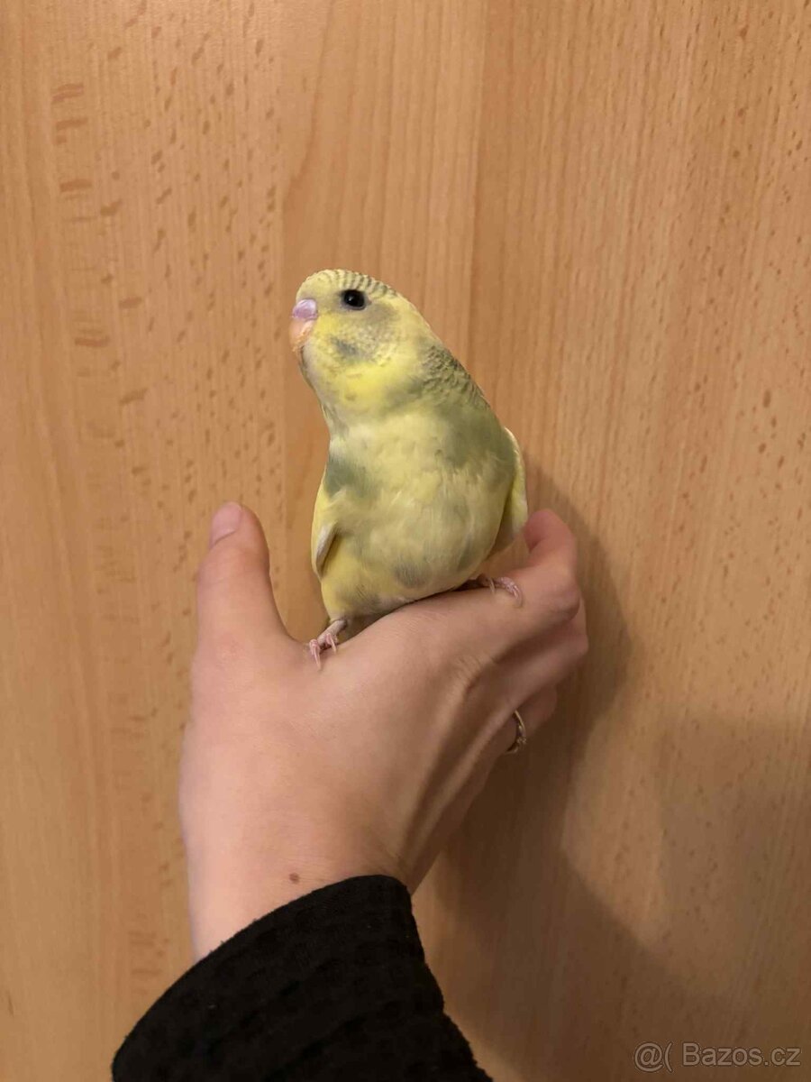Prodám mladé andulky po vylétnutí z budky - 11