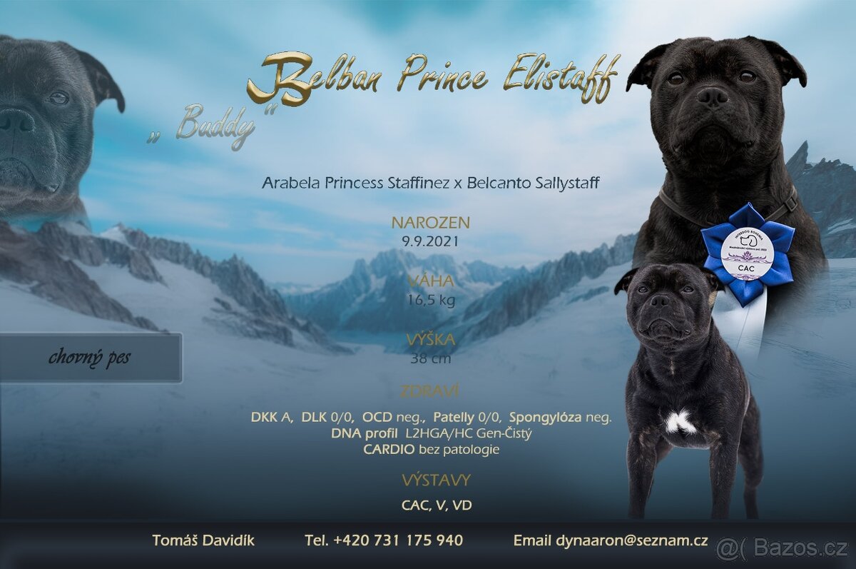 Stafordšírský bulteriér - Krycí pes - 11