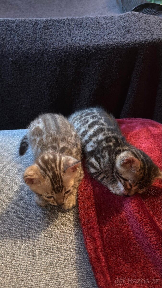 Bengálská koťata - 11