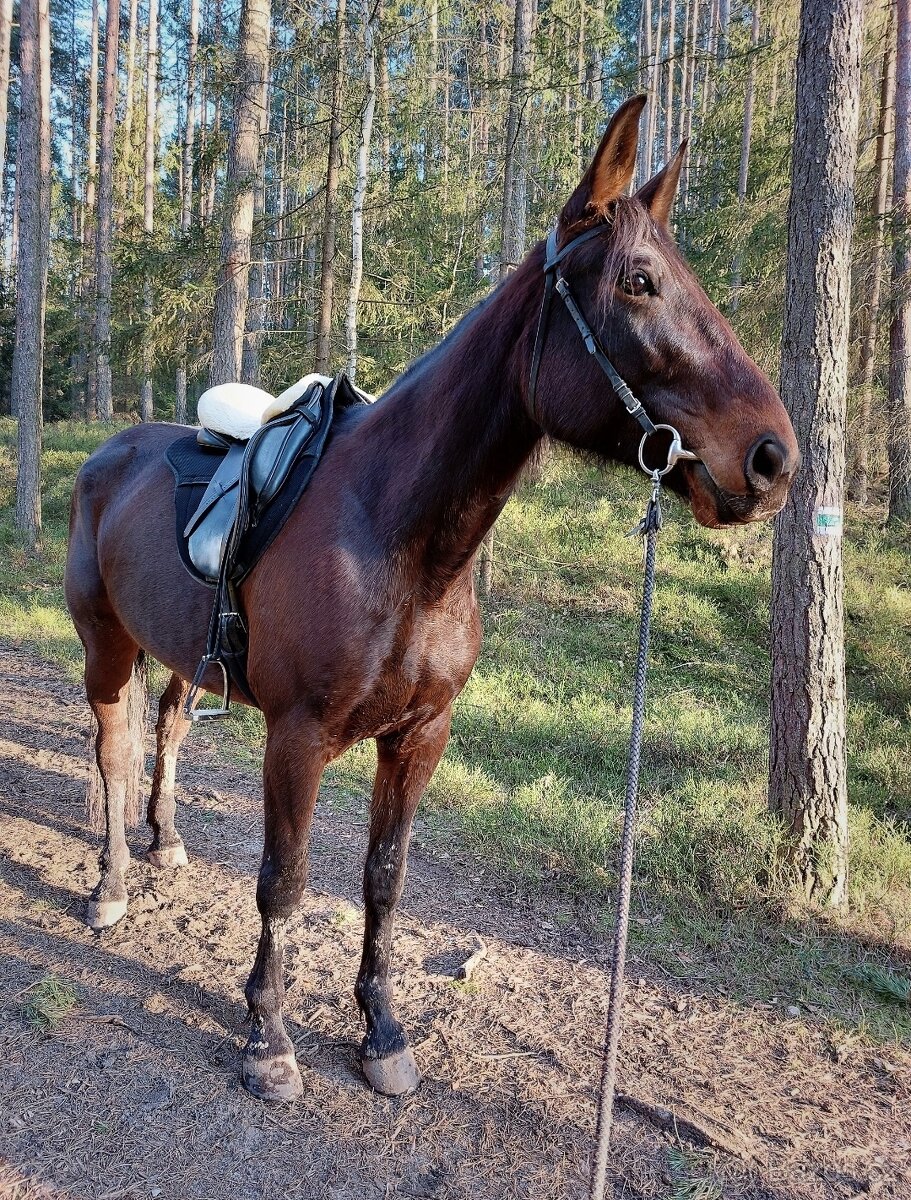 Drezurní sedlo Albion Legend K2 - 11