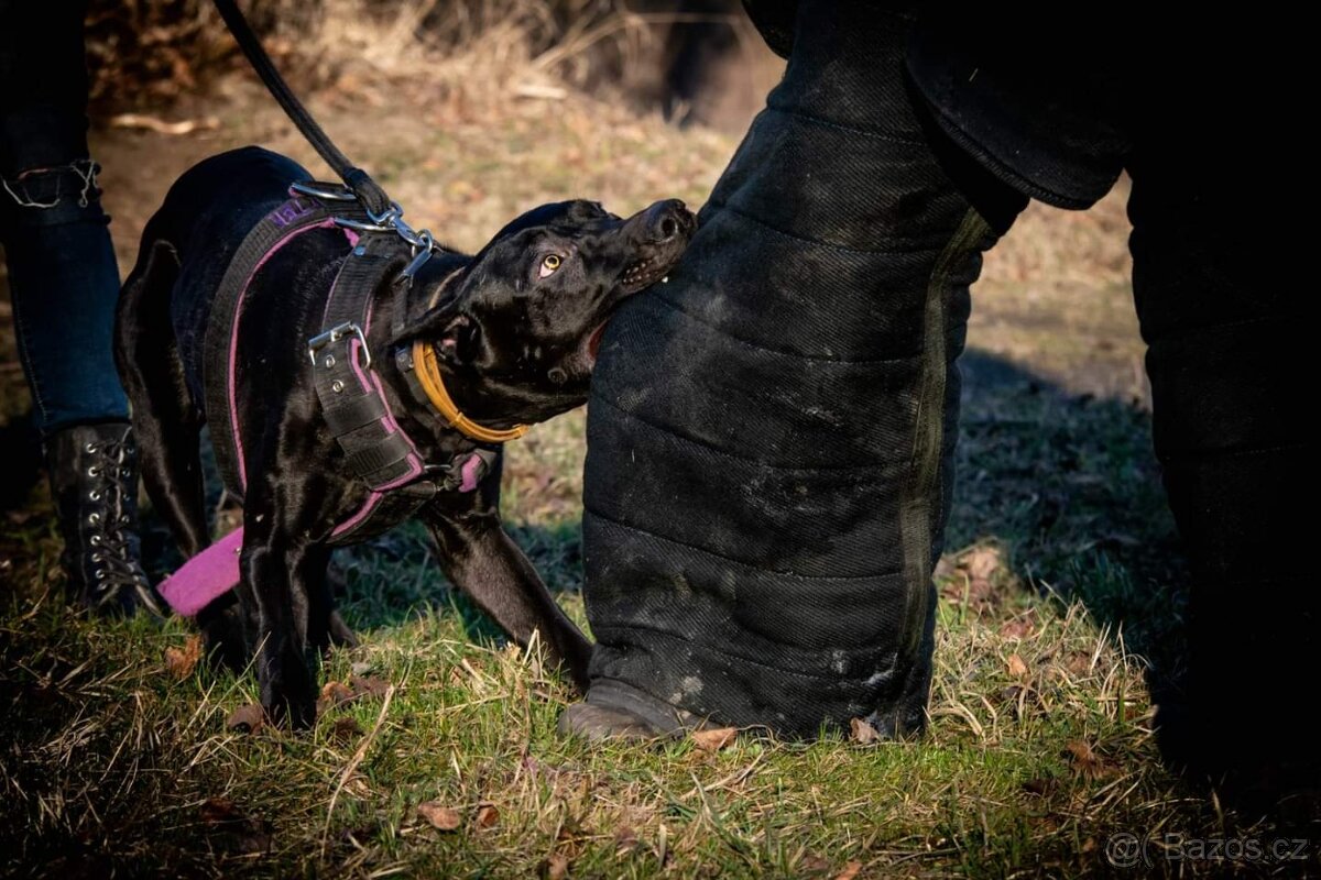 Dobrman x APBT,bandog,ast,bullherder - 11