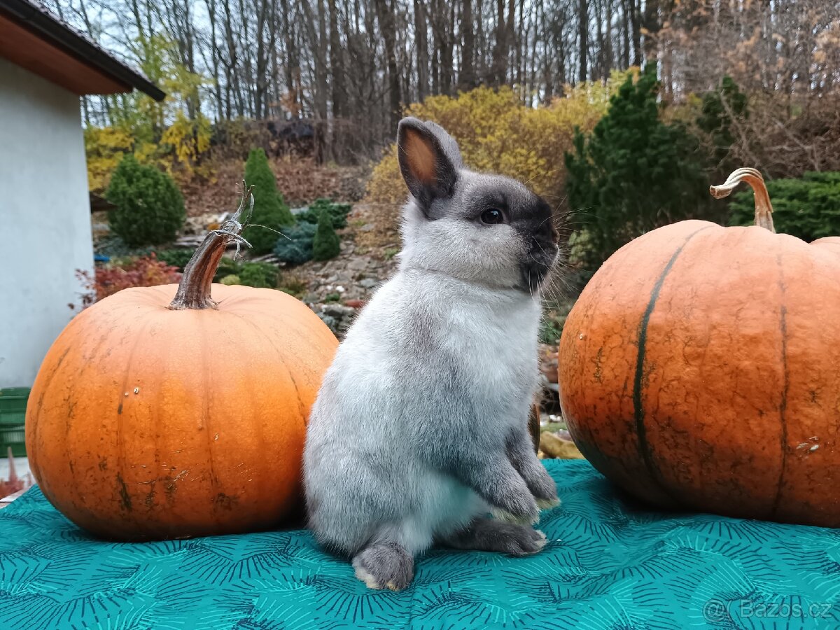 Zakrslý siamský žlutý sameček Méďa - 11