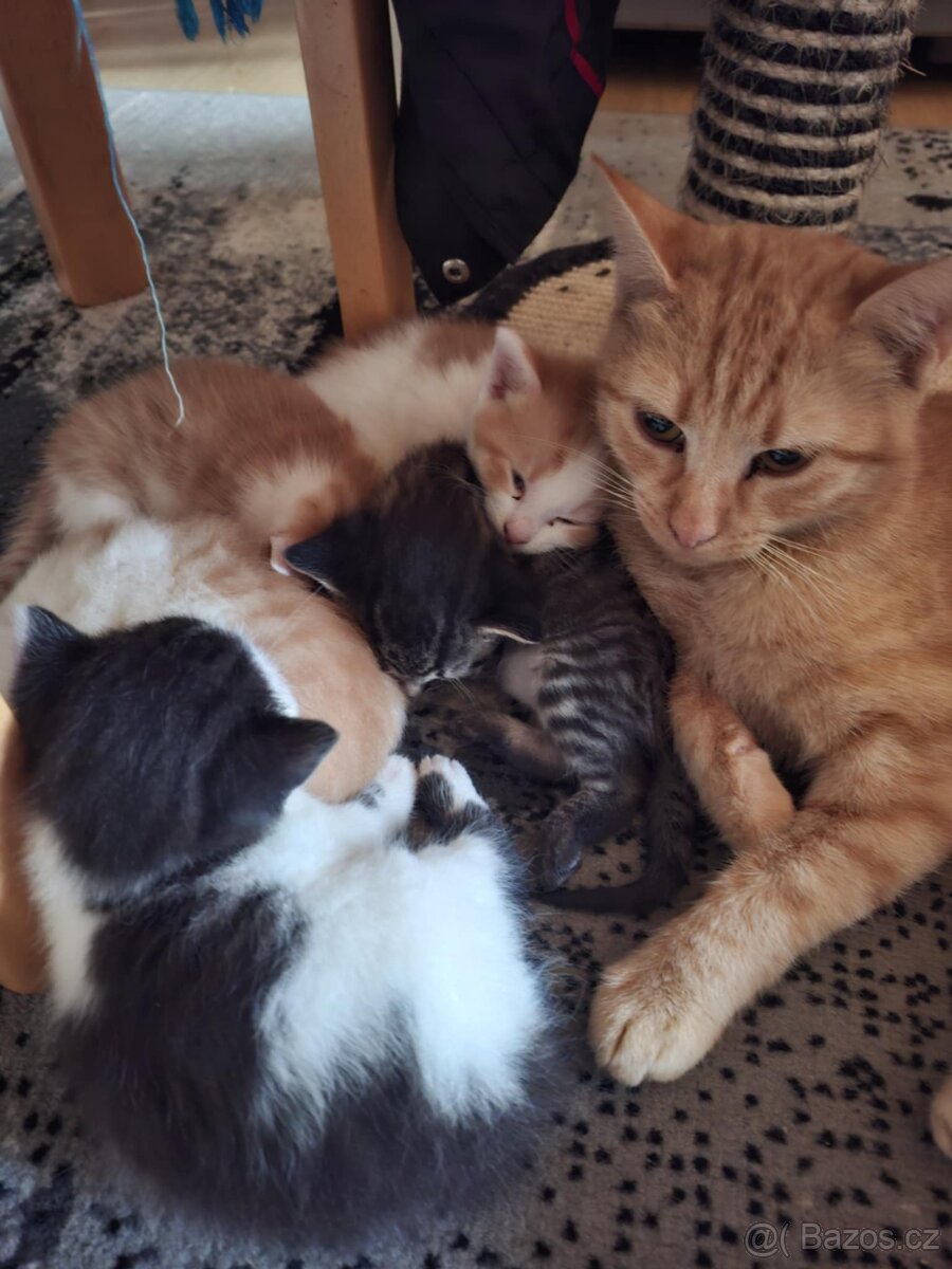 Koťata - 11