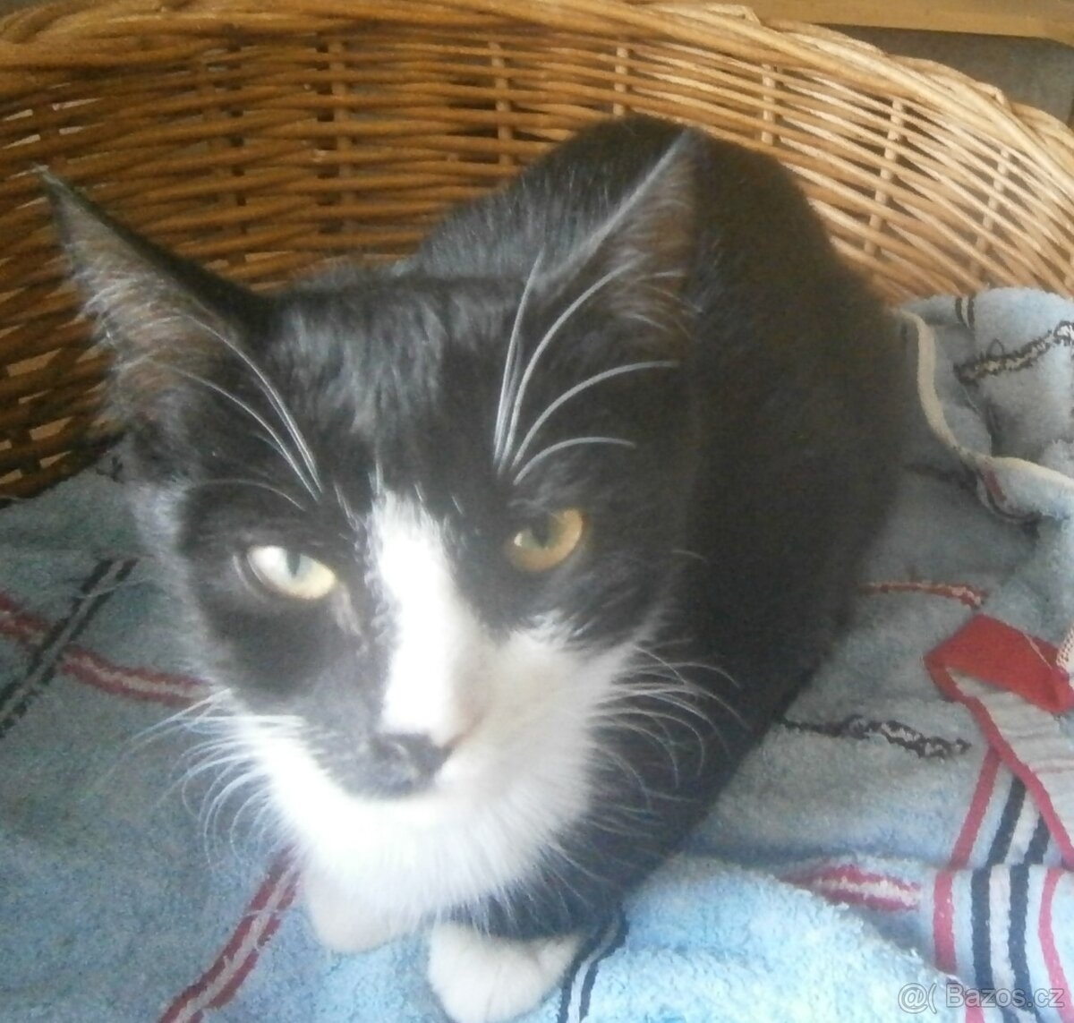 Mazlivý, klidnější 5,5měsíční černobílý kocourek Body - 11