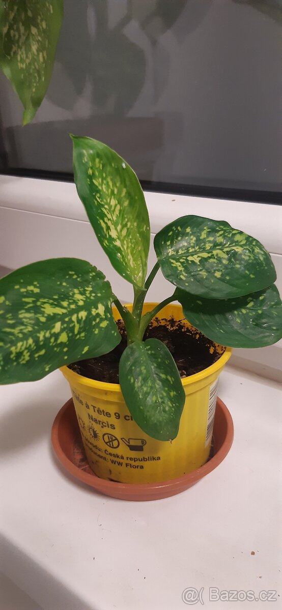 Prodám pokojové rostliny - 11