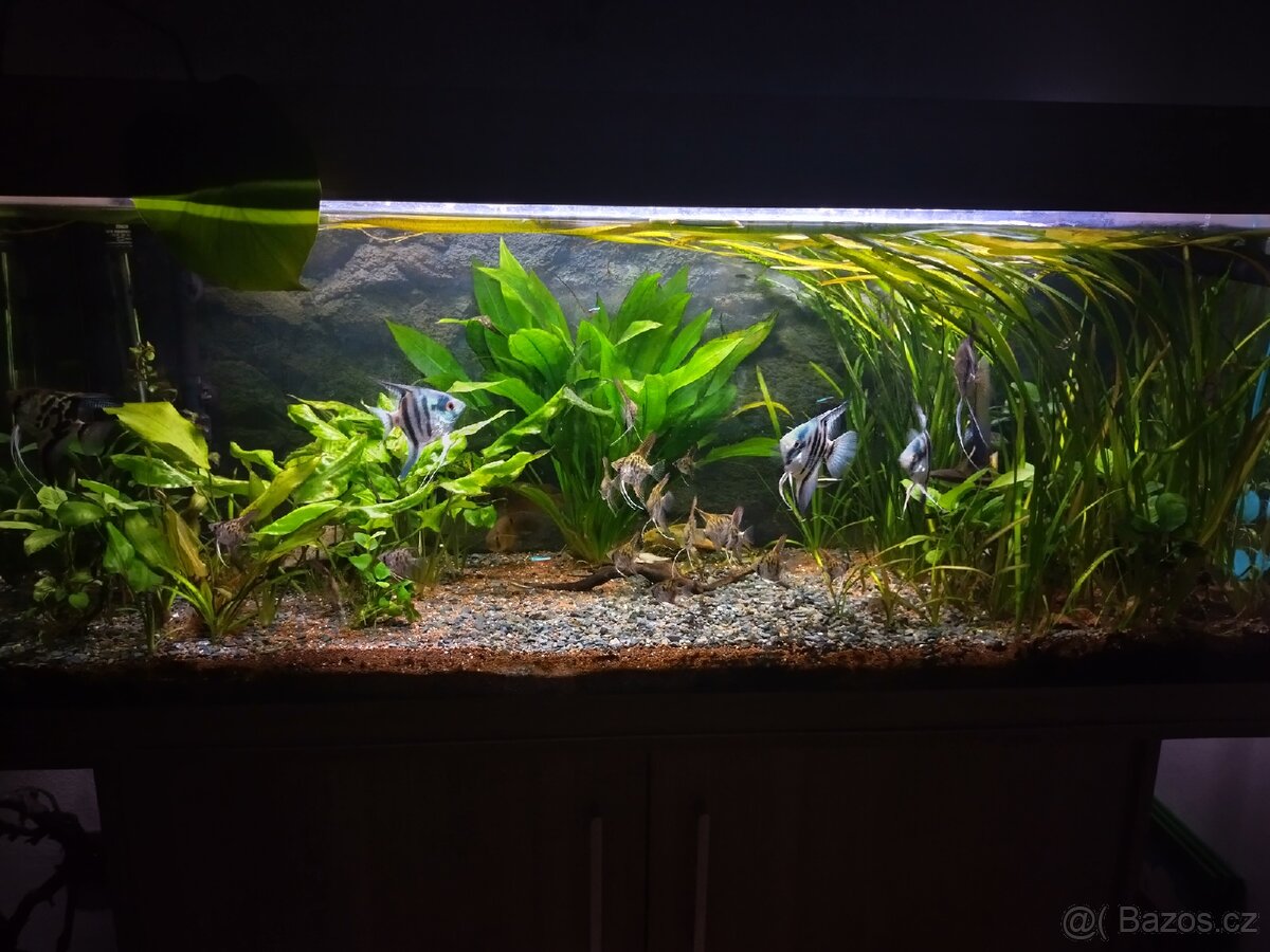 Akvárium - 11
