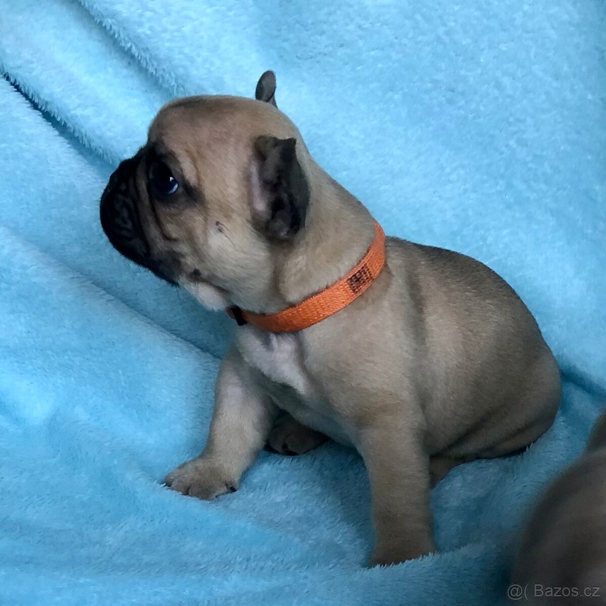 Francouzský buldoček s PP - 11