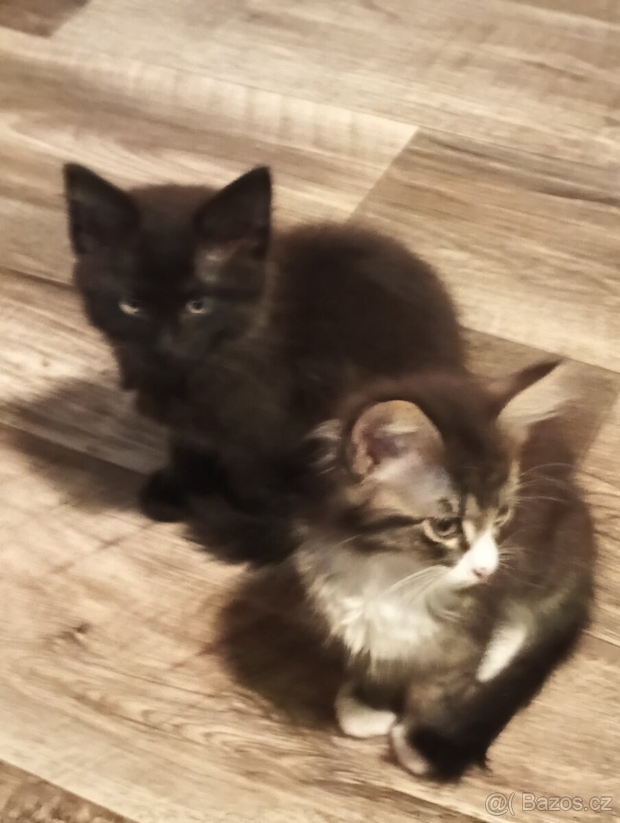 Krásná koťátka - 11