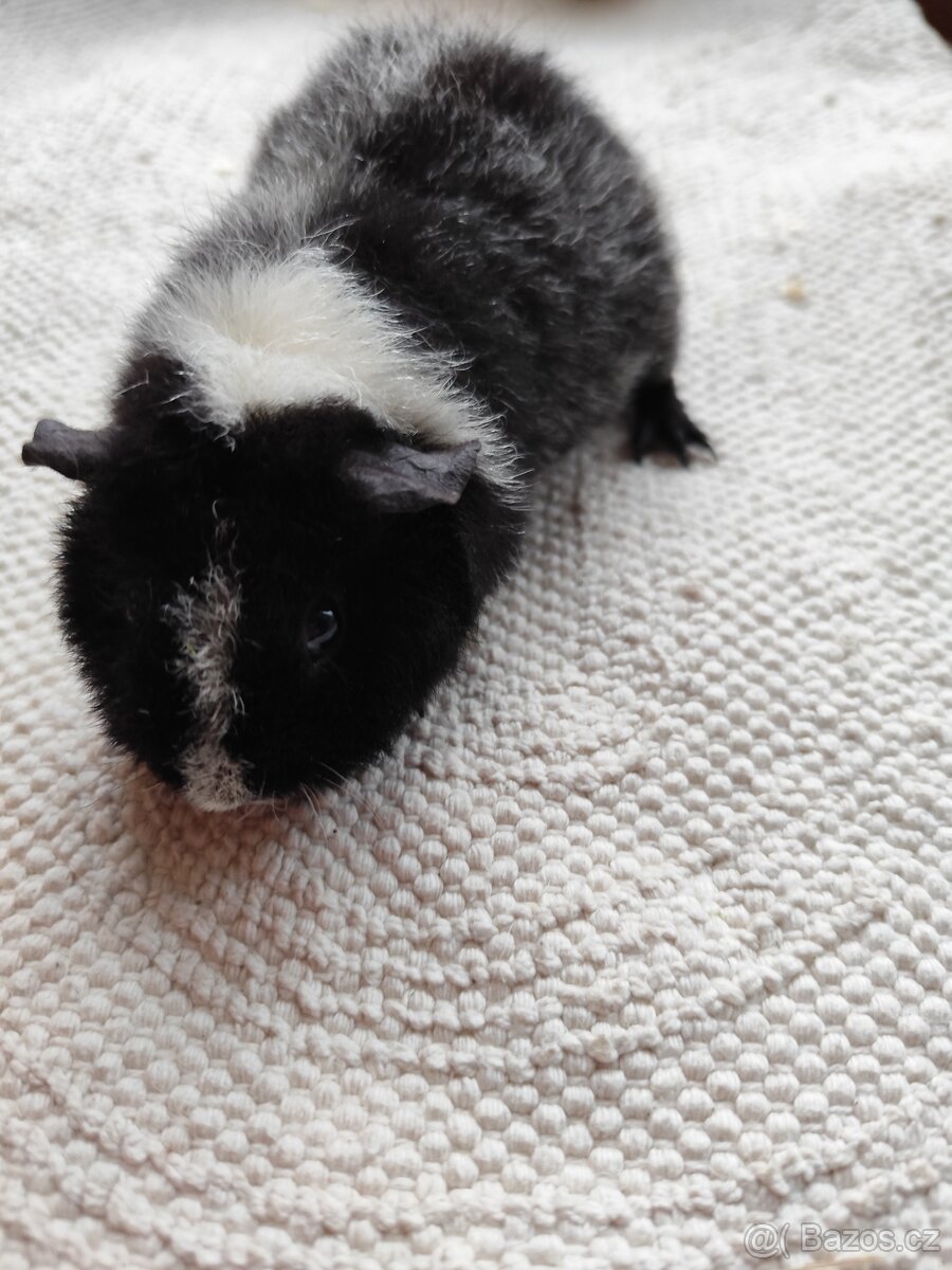 Morče / US Teddy sameček - 11