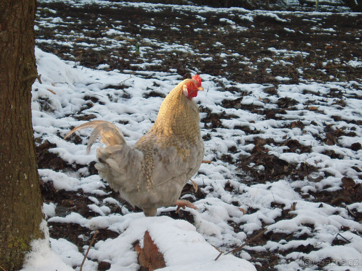 Kohout do chovu k prodeji - 11