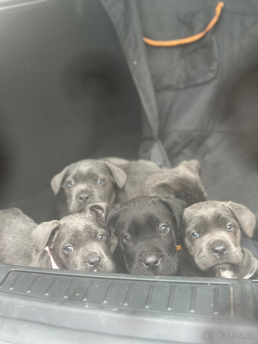Štěňátka Cane Corso - 11