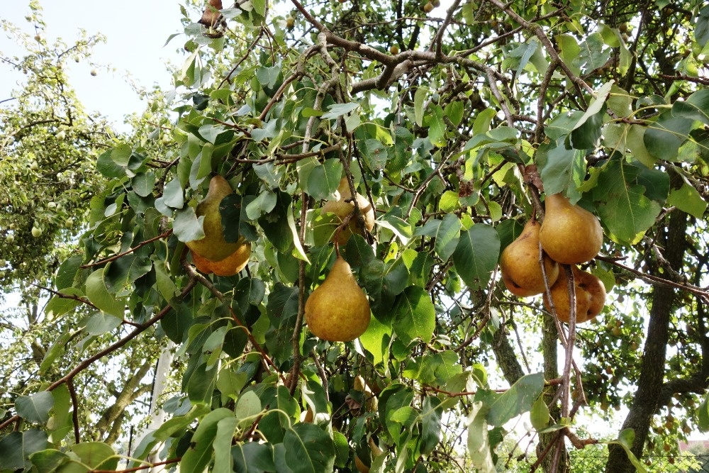 Zahrada - polosamota - 11