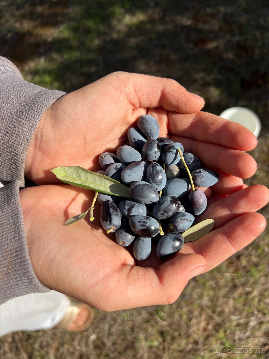Pozemek 10.000m2 u moře🇮🇹 - 11