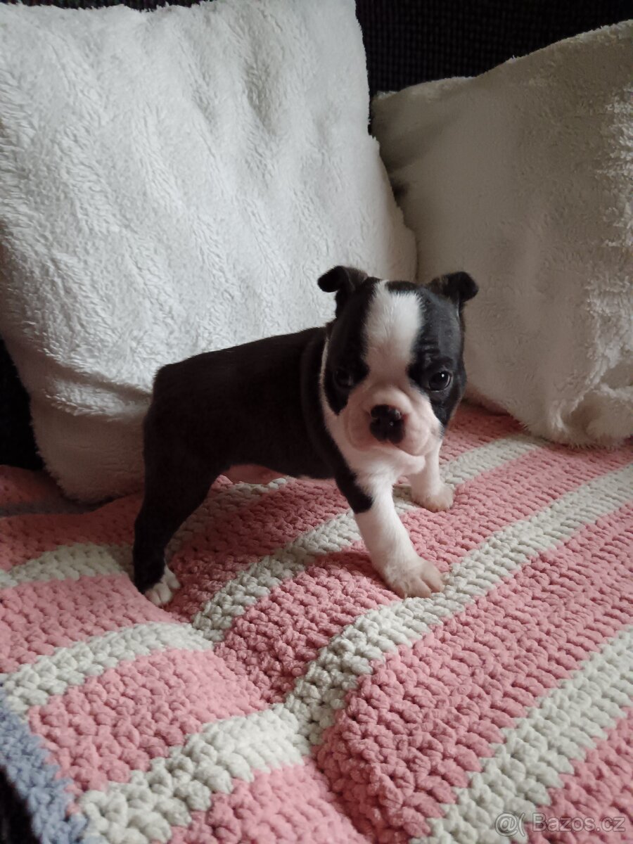Bostonský teriér - 11