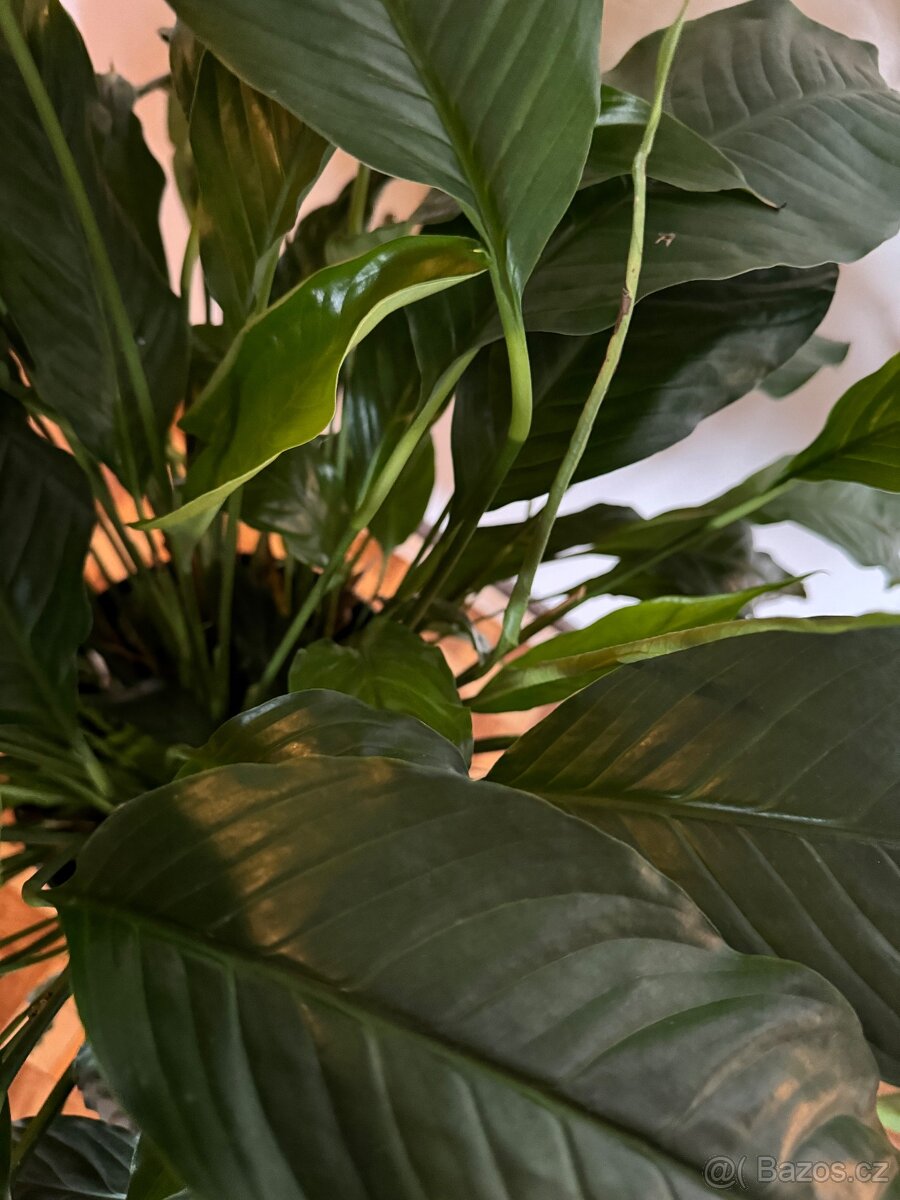 Spathiphyllum – Toulcovku (Lilie míru) - 11
