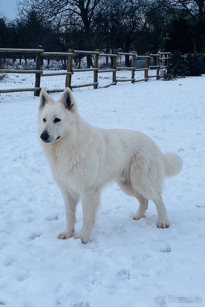Bílý švýcarský ovčák - 11