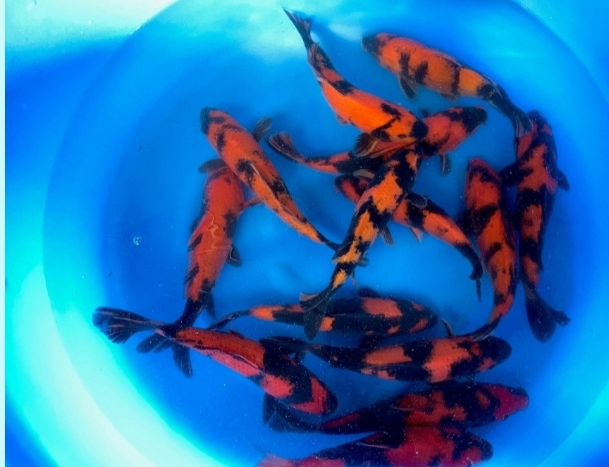 KOI KAPR originál Import , 12-70cm - 11