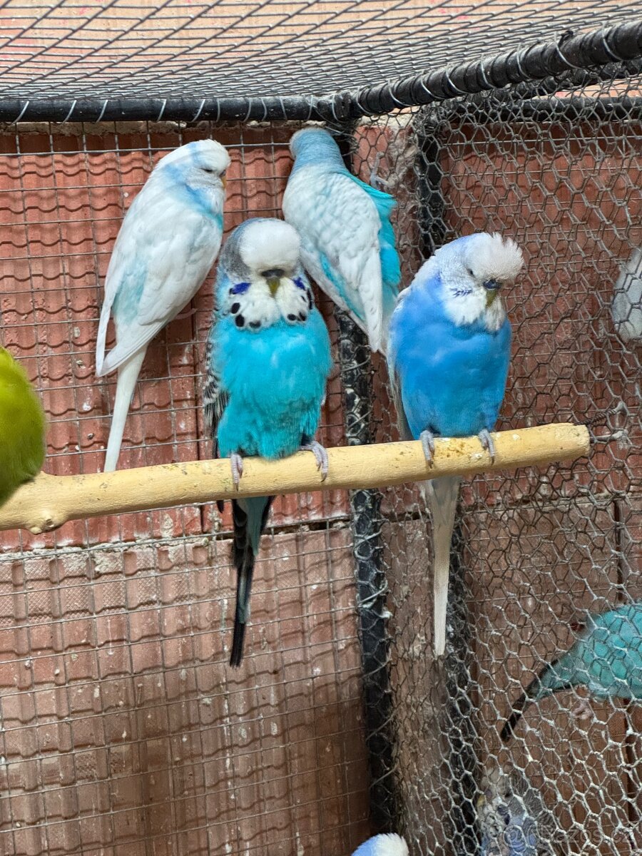 Krotké výstavní andulky - 11