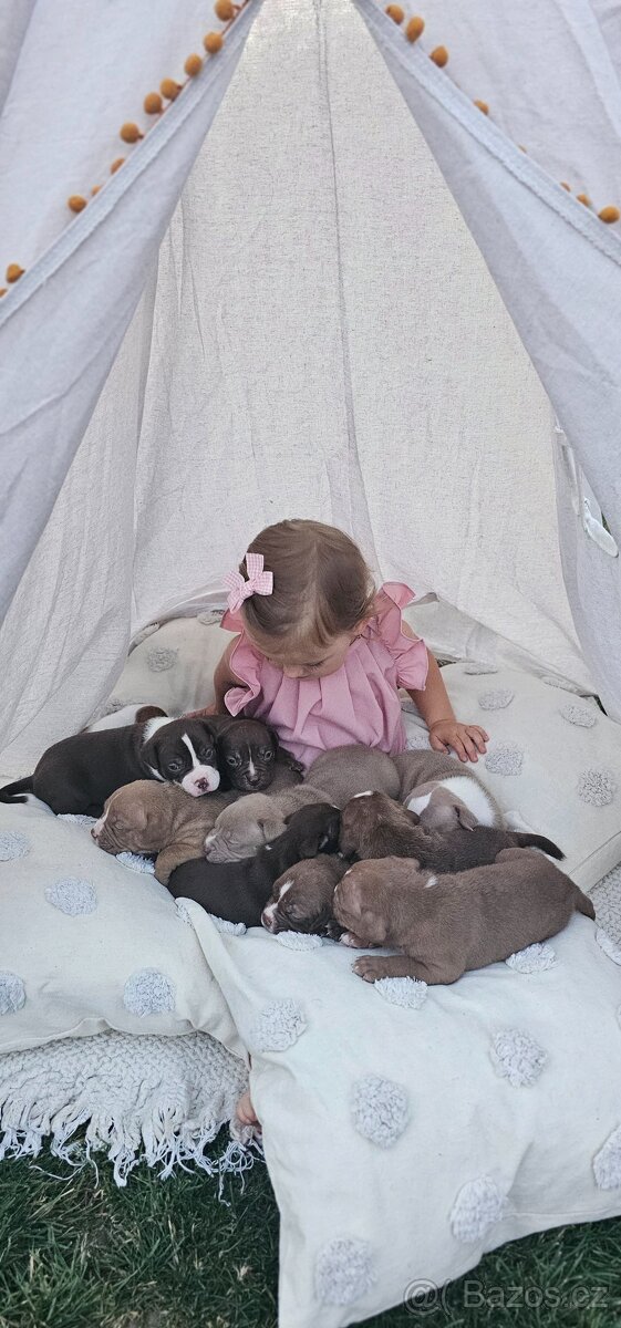 American Bully - ch.s Family Muscle Bullies - 11