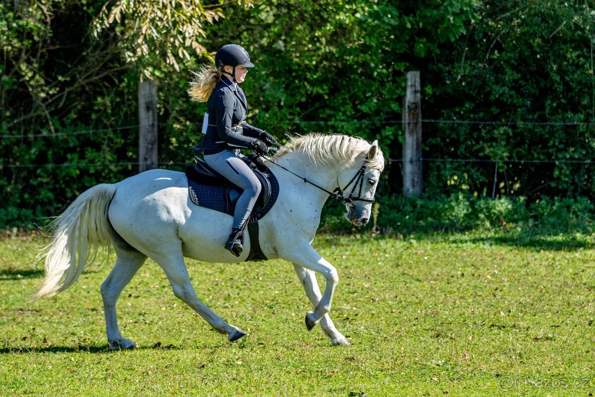 Líbivá connemara klisna do sportu - 11