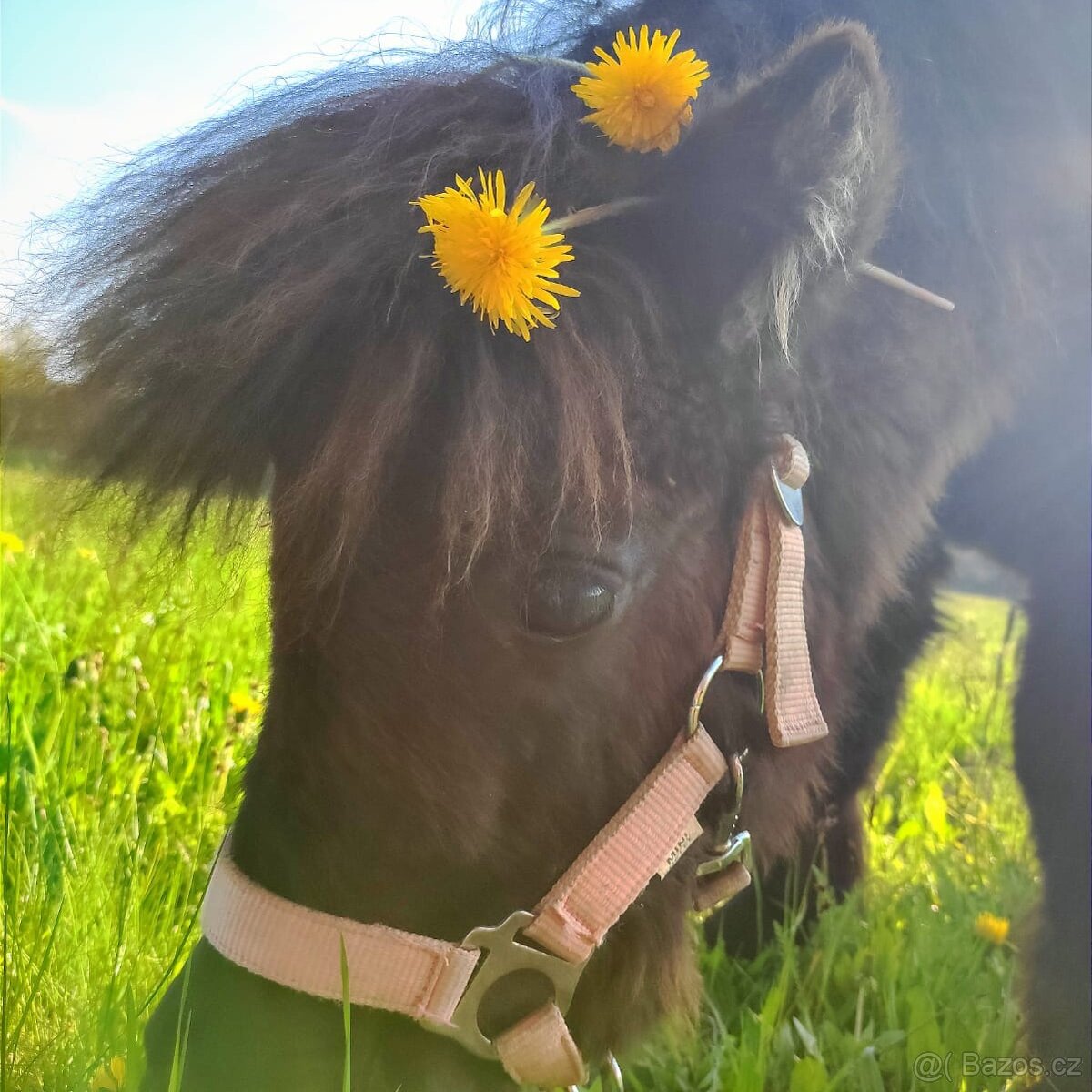 Docházka k poníkovi - 11