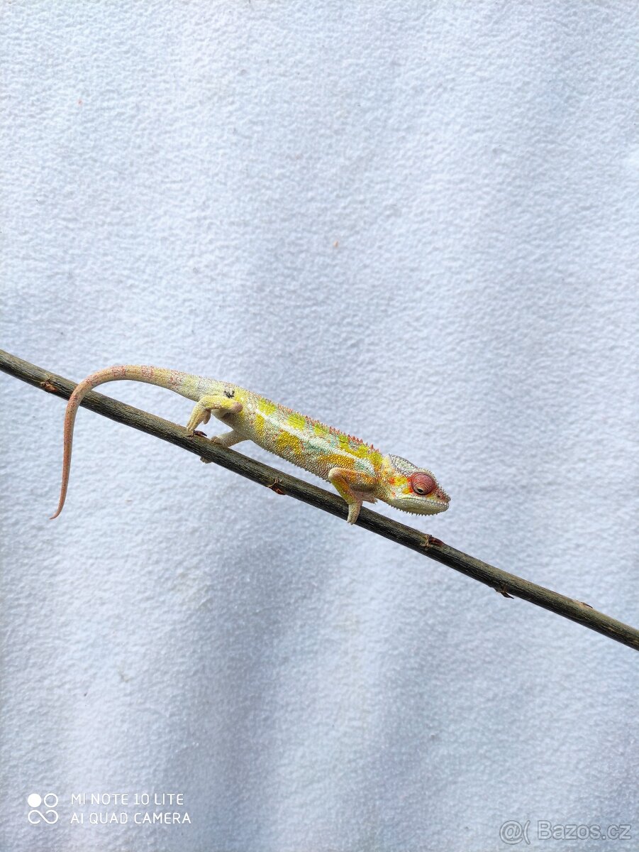 chameleon pardálí, terárium - 11