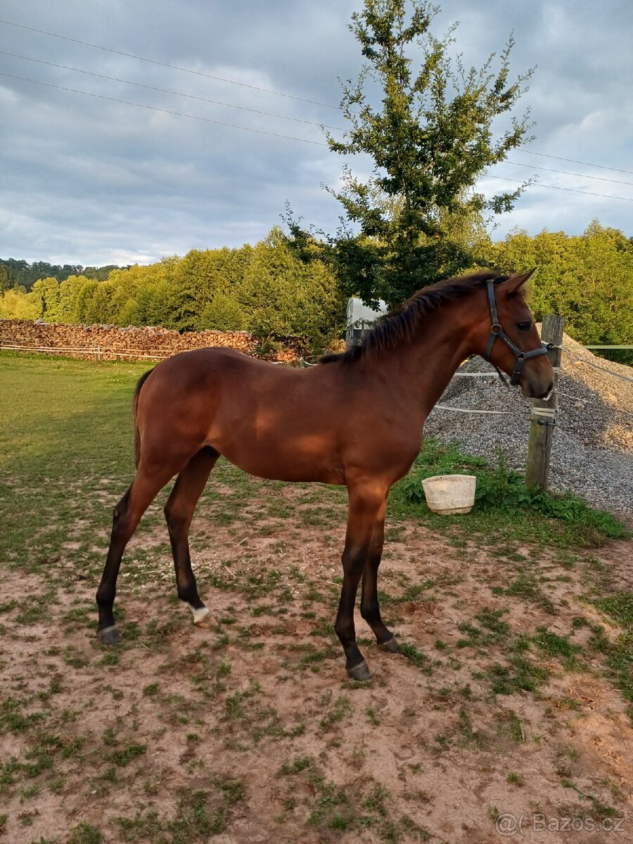 hřebec český teplokrevník - 11