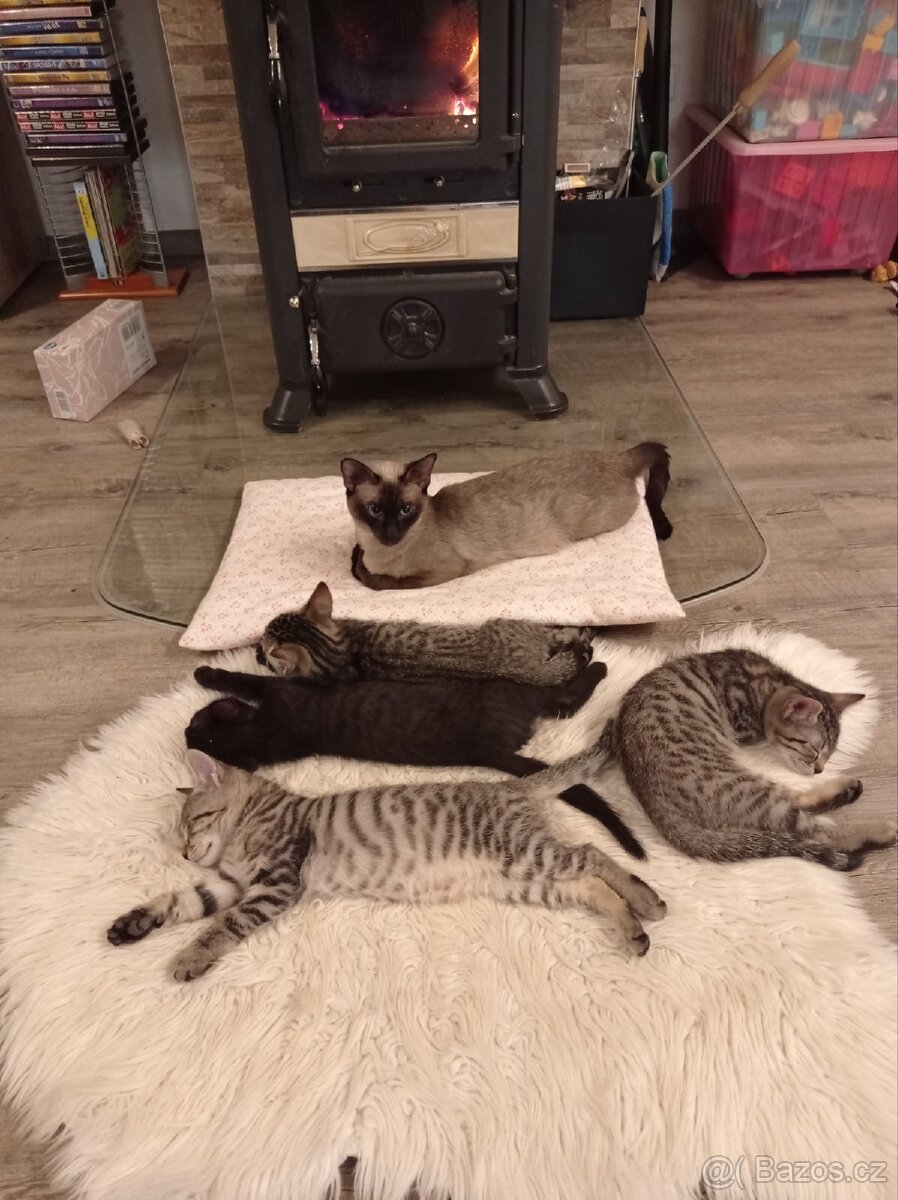 Koťata - 11