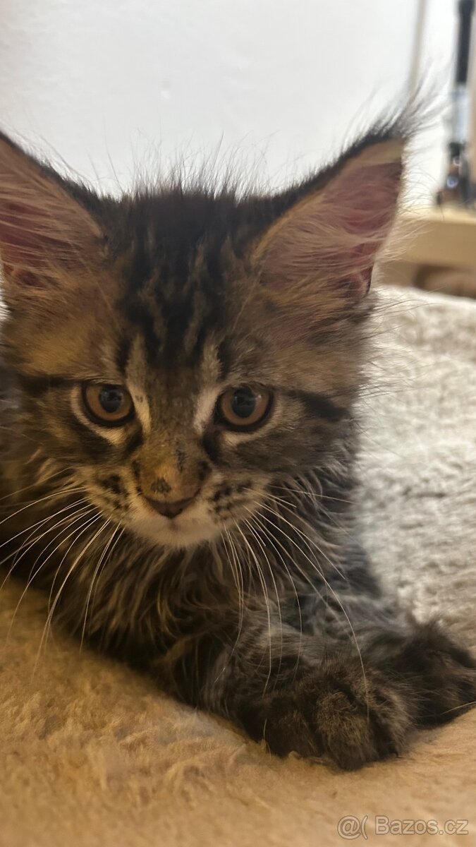 Mainska Mývalí - 11