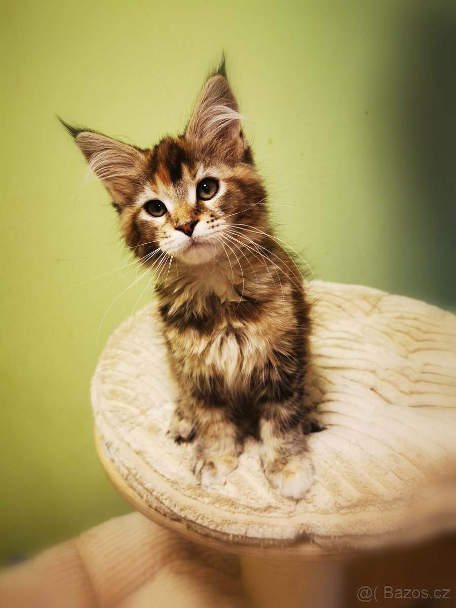 Mainská mývalí s pp - 11