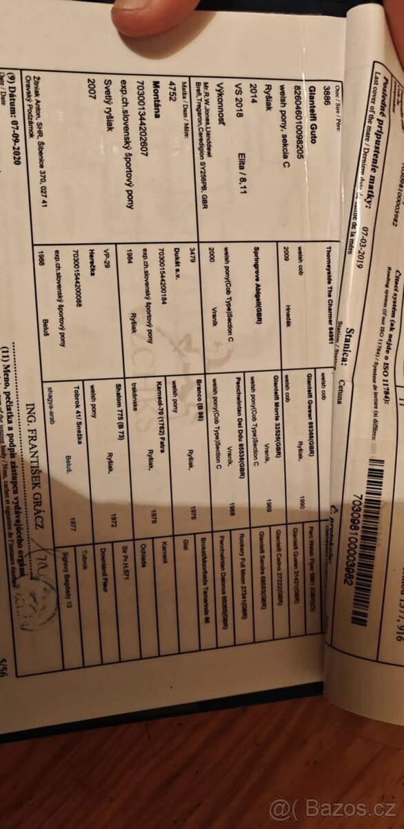 Prodej velmi hodného vychovaného pony poníka kategorie B - 11