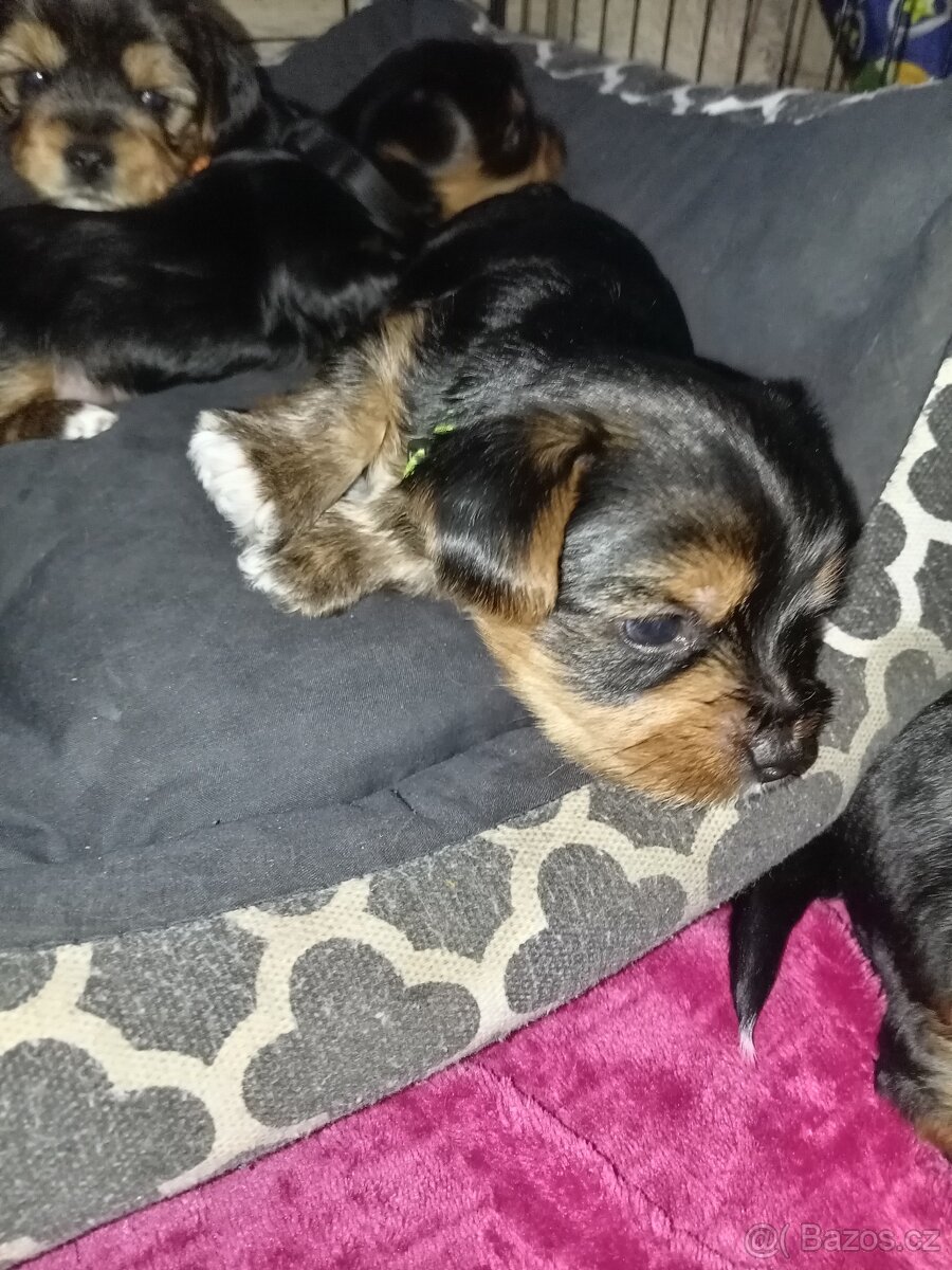 Jorkšír štěňátka - 11