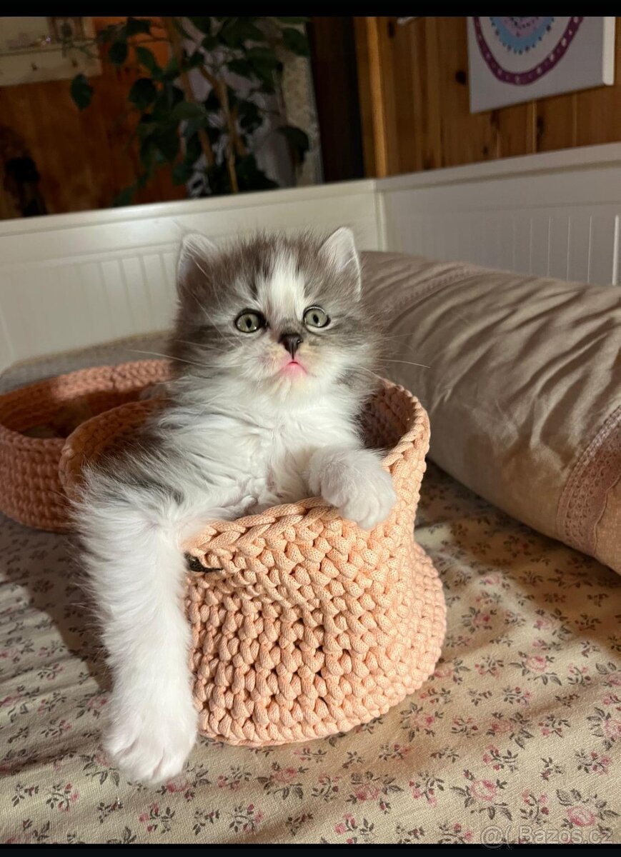 Britská koťátka - 11