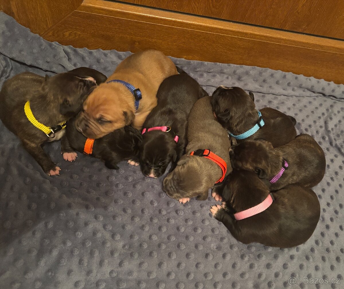 Americký stafordsirsky terier, Stafford, amstaf - 11