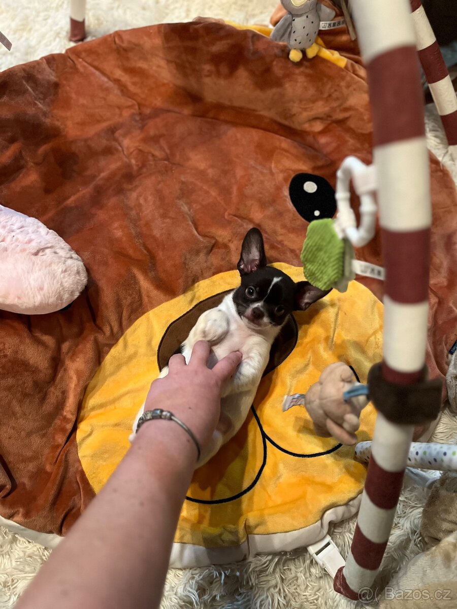 Čokoládovobílý pejsek čivava s PP FCI , ihned k odběru - 11