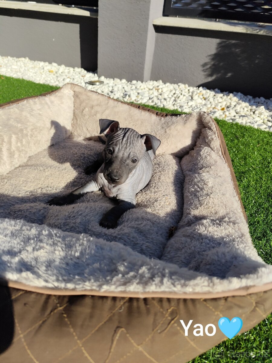 Americký bezsrstý teriér - 11