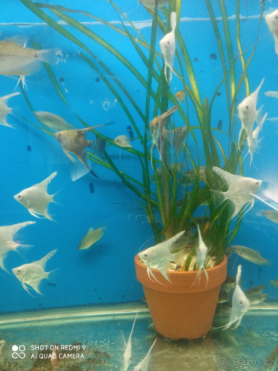 prodej novinek ze dvora - 11