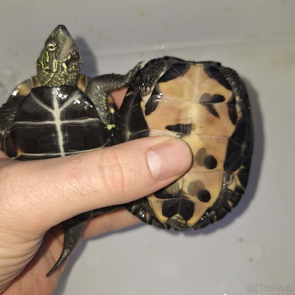 Prodám želvy - 11