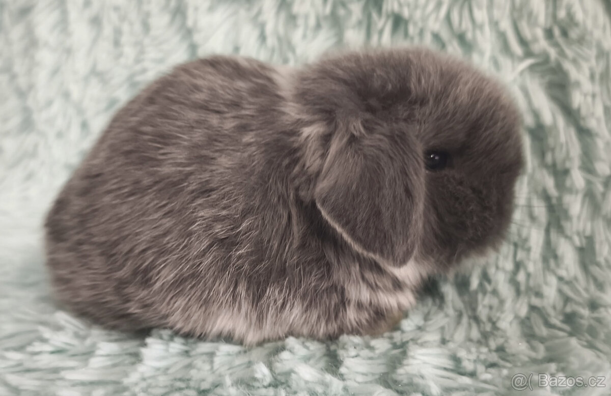 ⭐️ Vánoční ⭐️ Zakrslí beránci 🍀⭐️🍀 - 11