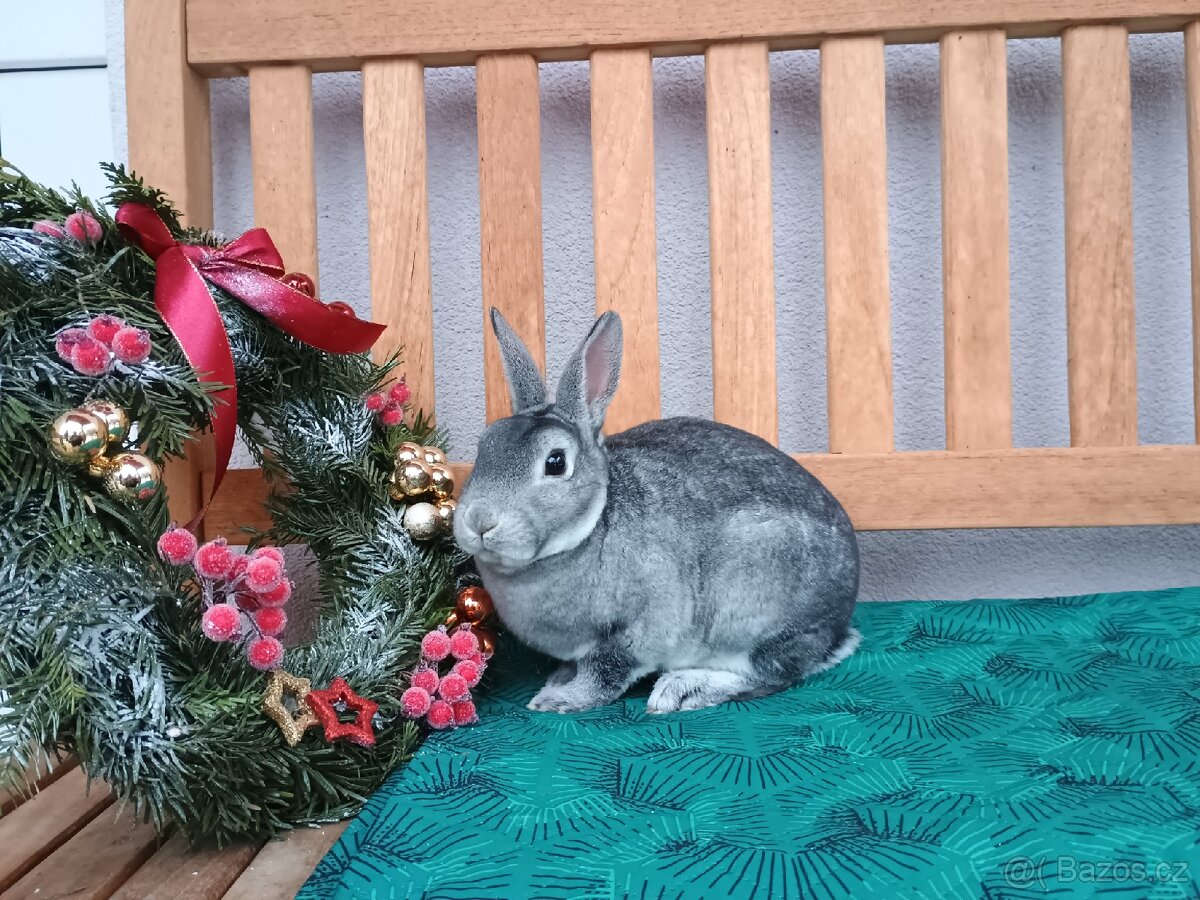 Zakrslý REX činčilový sameček s PP - 11