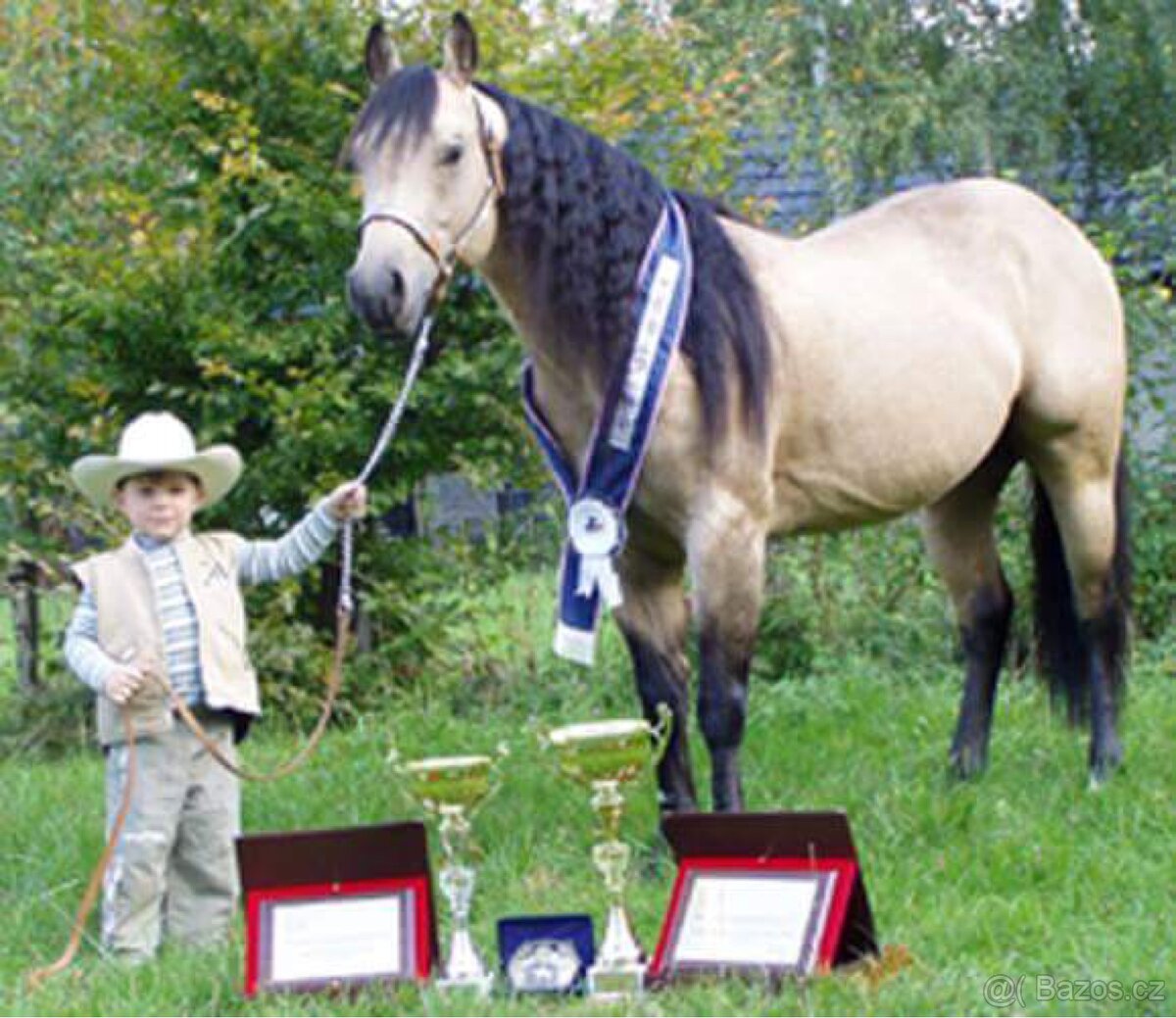 Připouštění QH hřebci 7panel N/N - 11