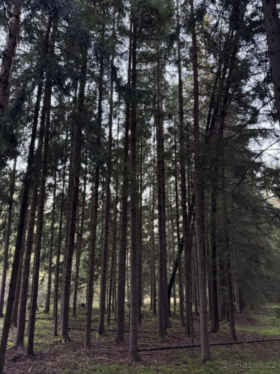 Prodám lesní pozemky v k.ú. Ločenice, p.č. 3857/9 a 3904 - 11