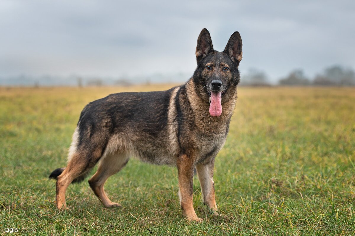 Německý ovčák štěňata s PP, work line, - 11