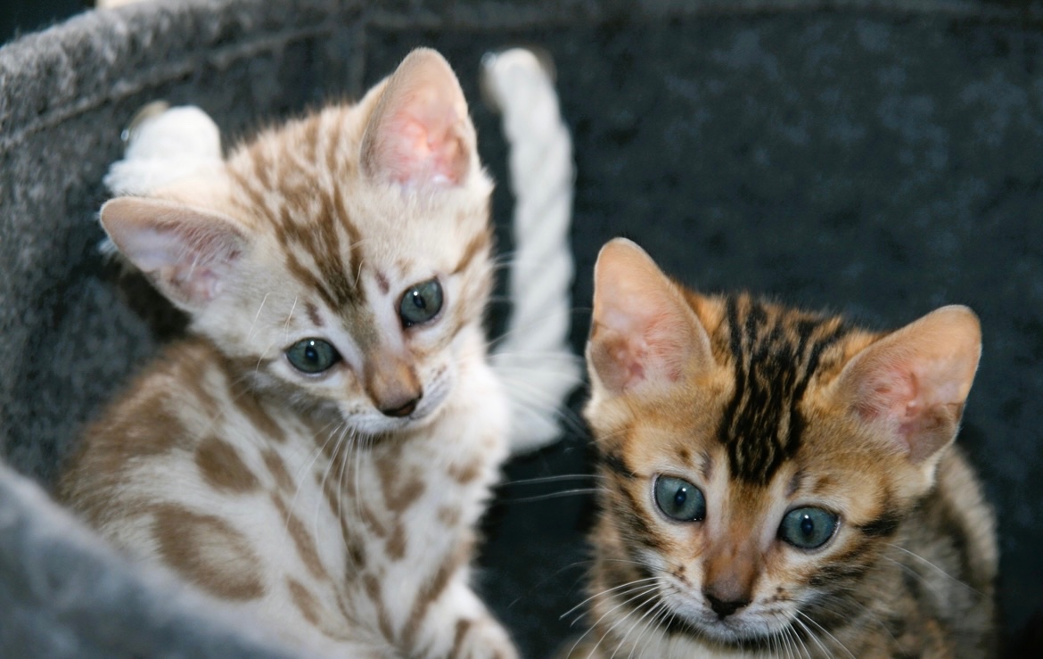 Bengálská kočka,bengálské kotě - 11