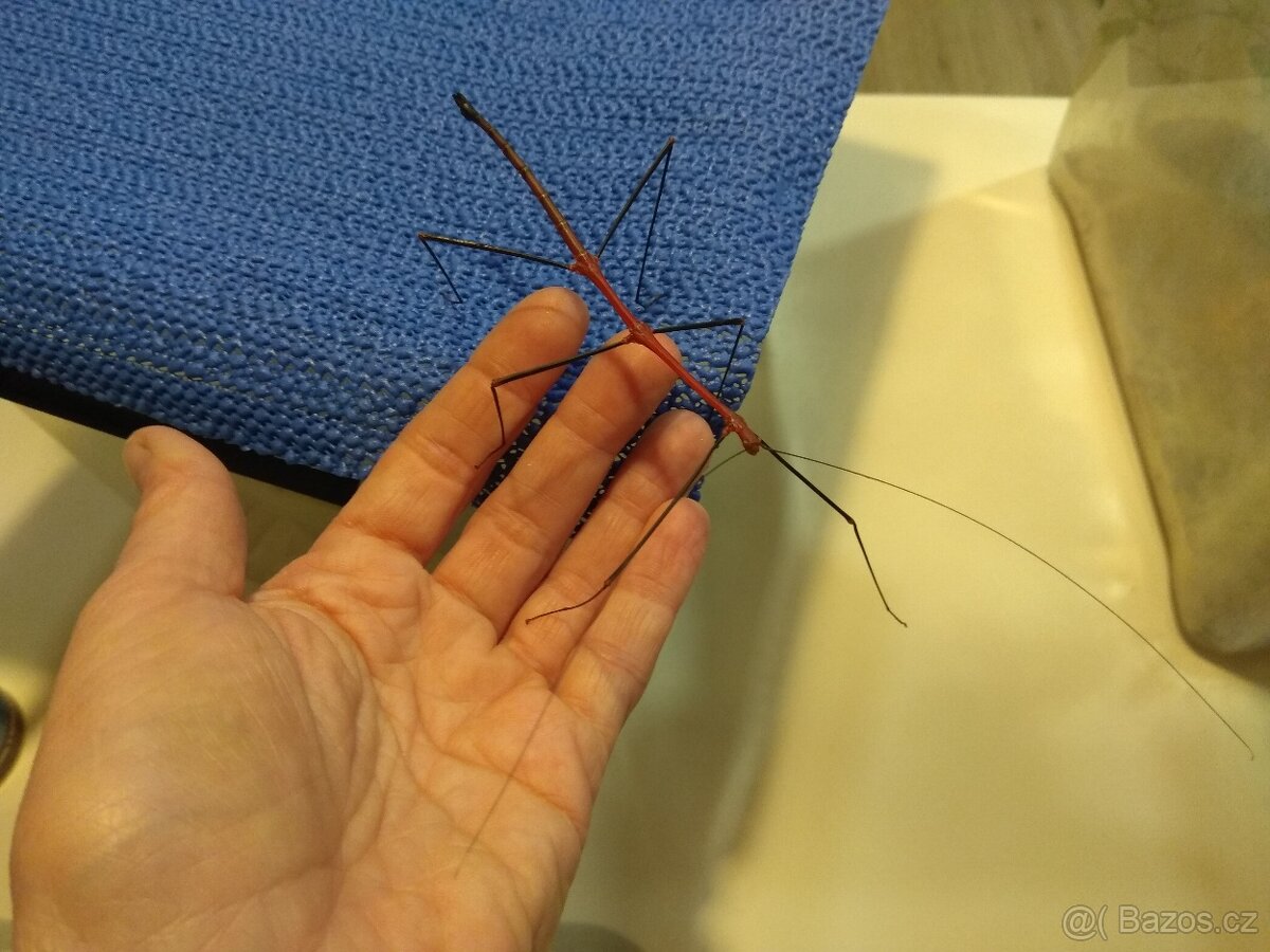 Strašilky, Pakobylky - 11