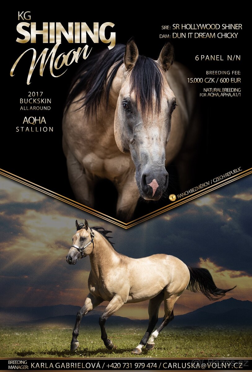 Připouštění QH hřebcem 7 panel N/N - 11