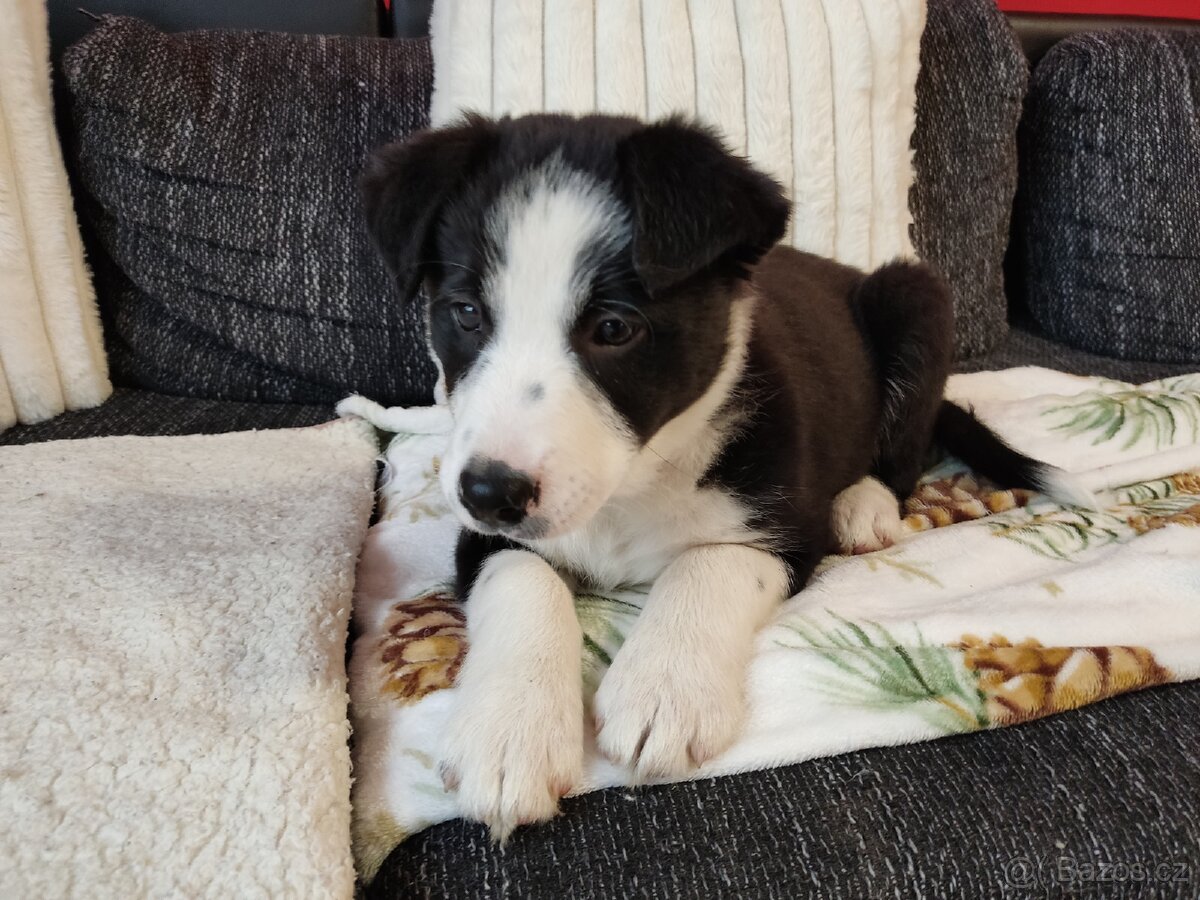 Border kolie bez pp již k odběru - 11