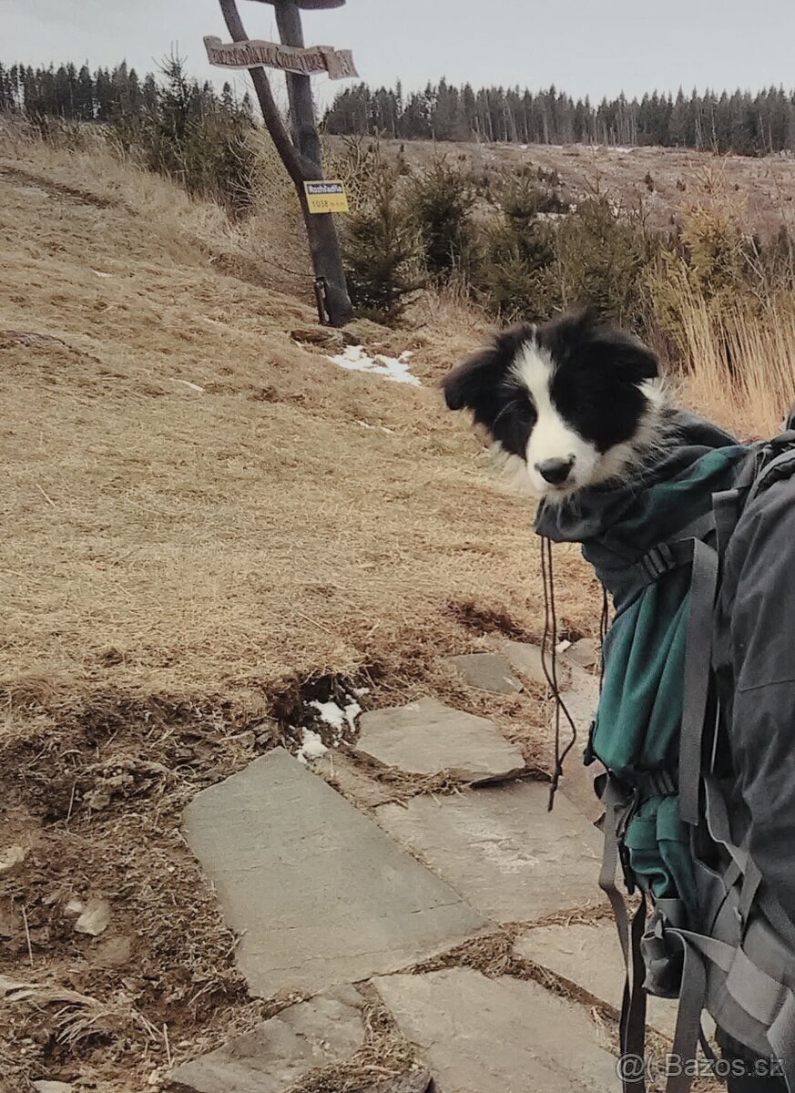 Border kolie štěňata s PP - 11