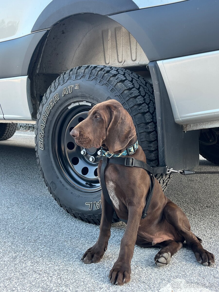 Německý ohař - 11