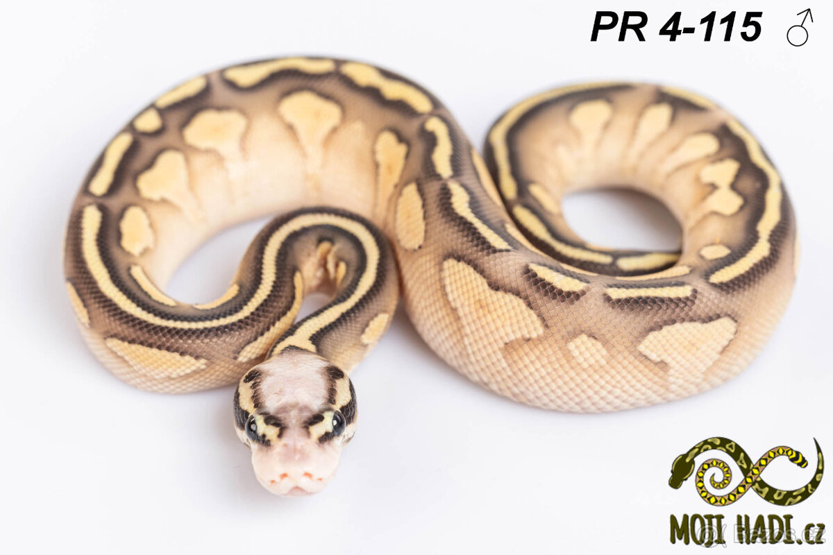 Python regius - Krajta královská - 11
